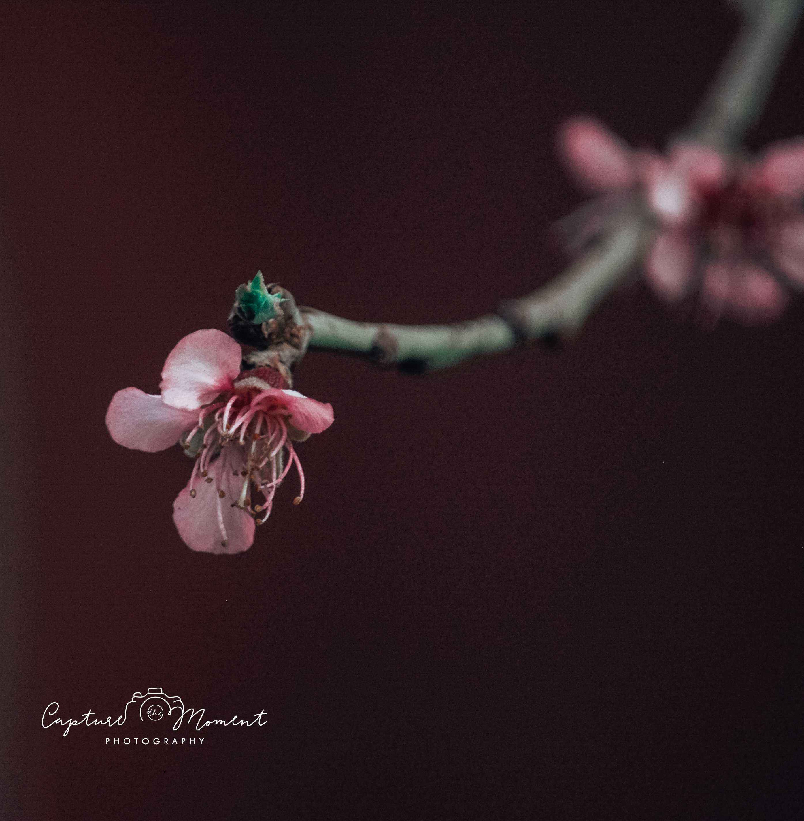 A3 printed photo on a canvas