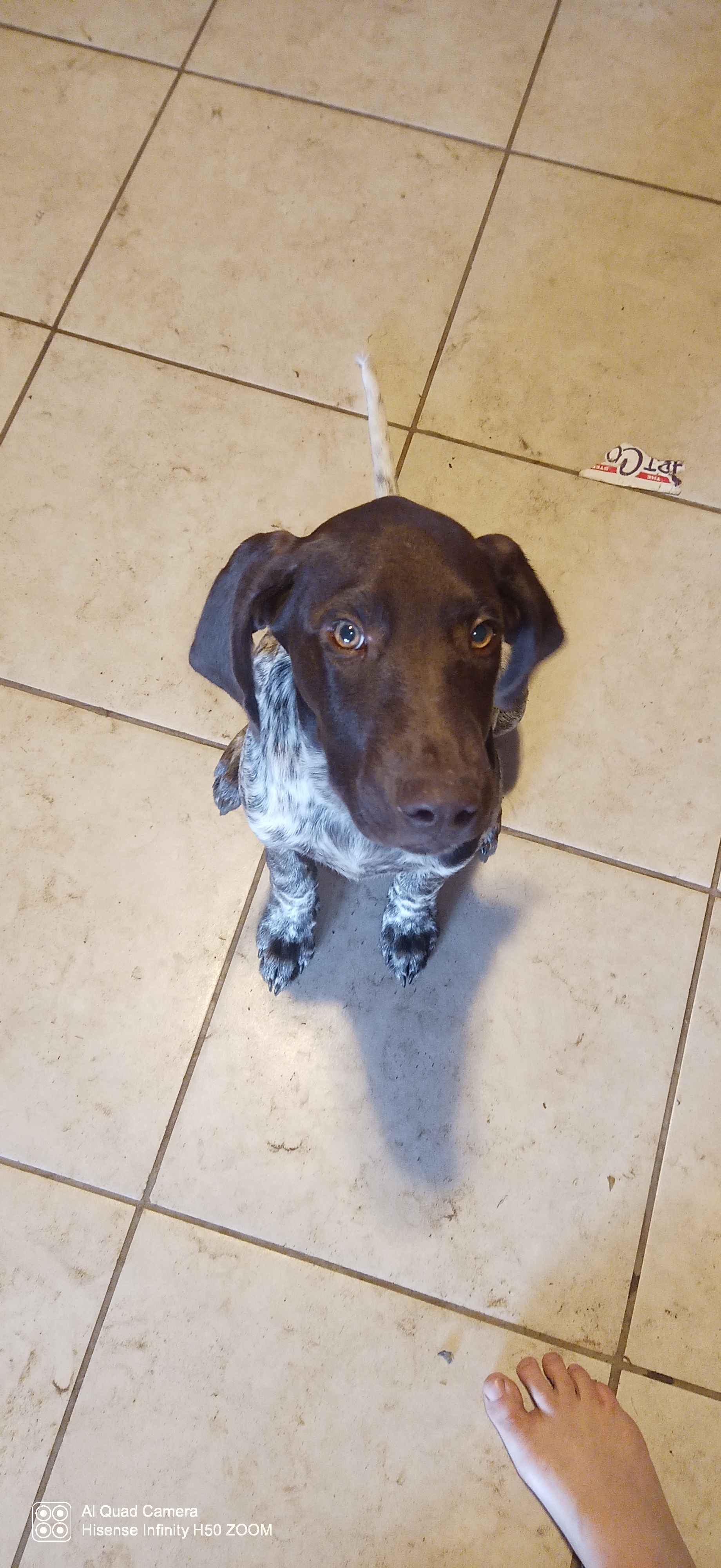 German shorthaired pointer puppies