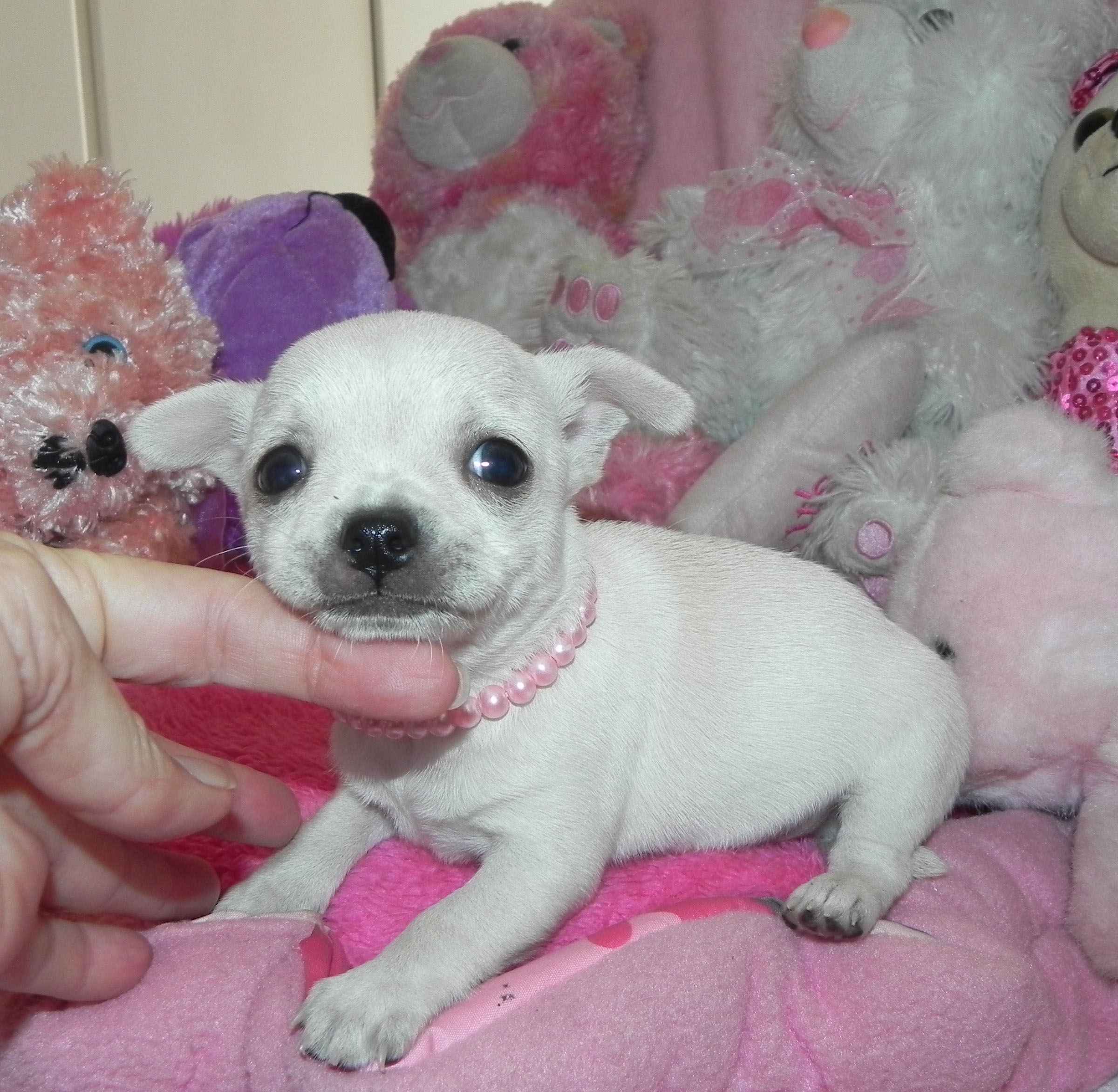 Chihuahua puppy applehead