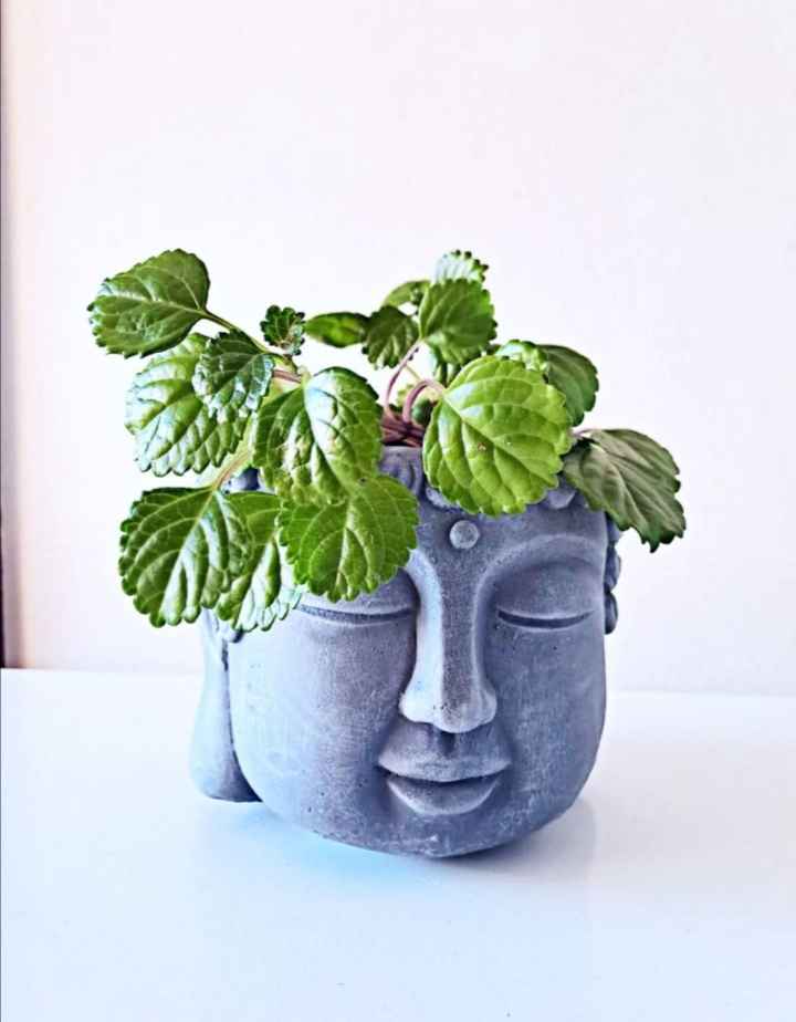 Buddah Planter