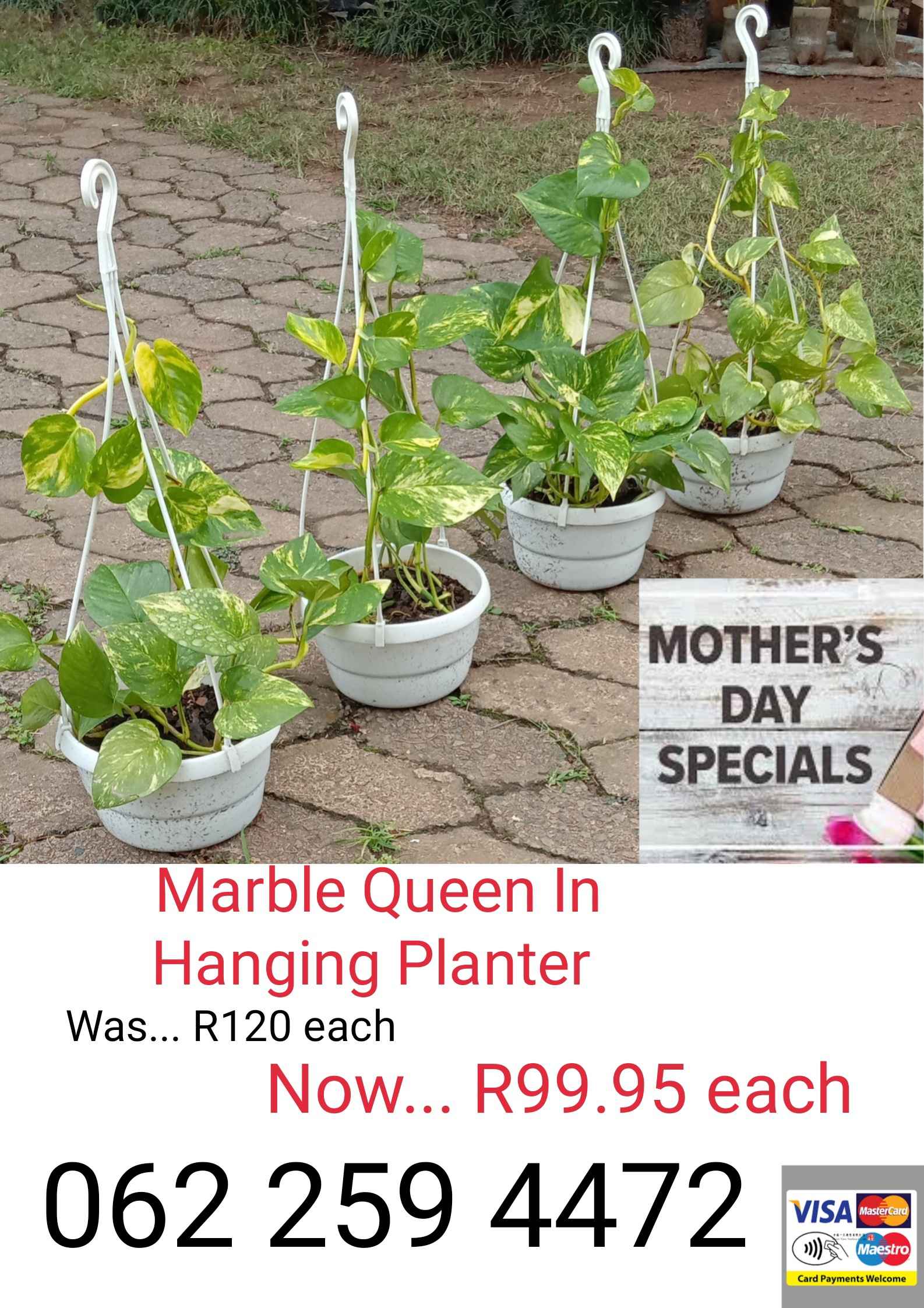 Marble Queen In hanging planter