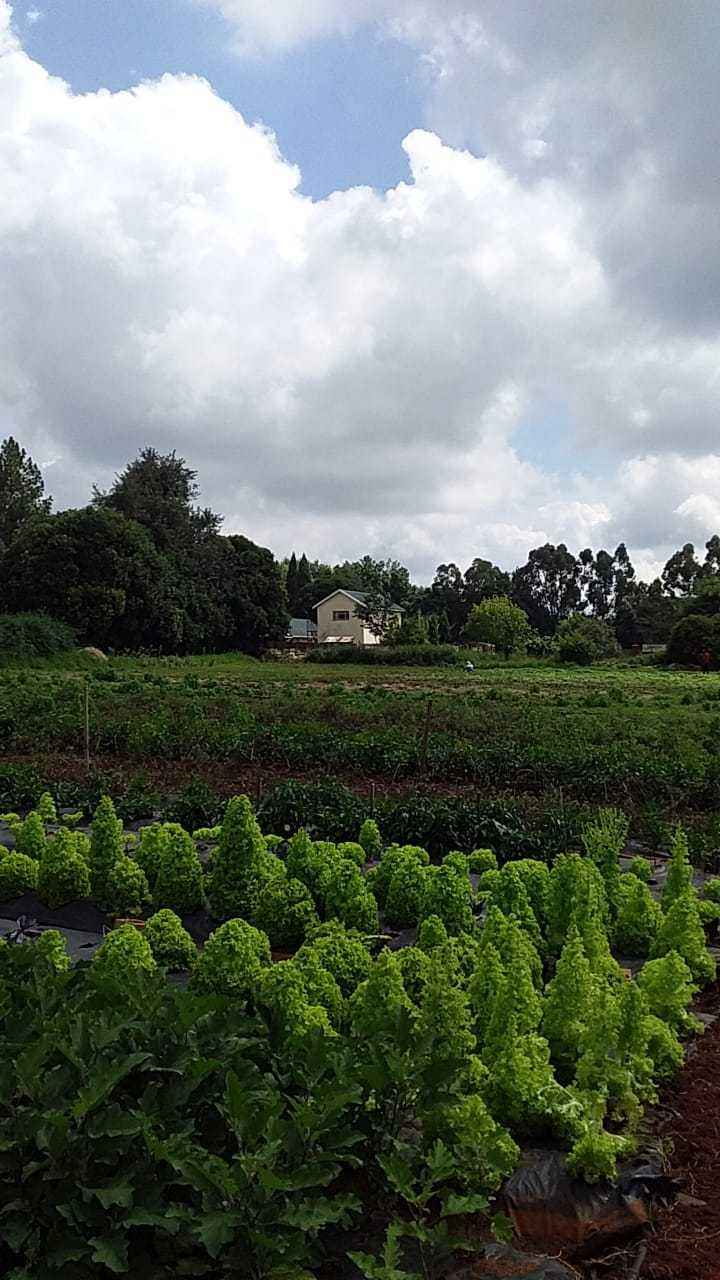 Happy Organic Produce
