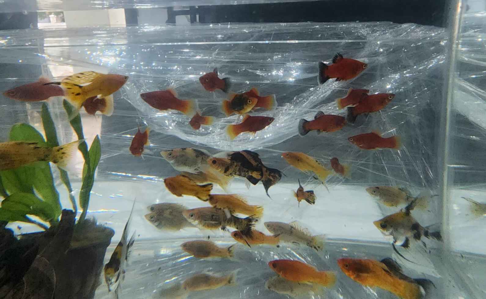 Sailfin Mollies For Sale
