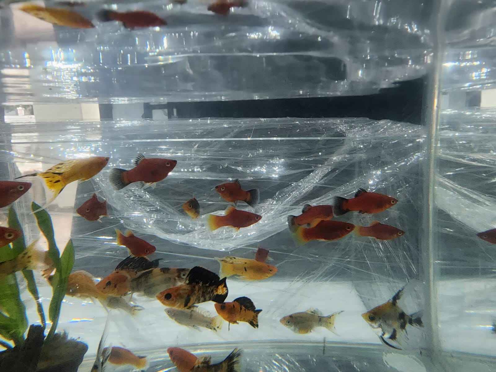 Blood Red Platties For Sale