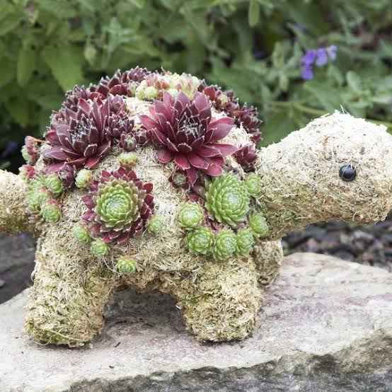 Succulent Tortoise - Small