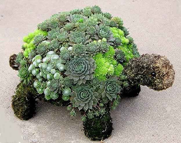Succulent Tortoise  - Large