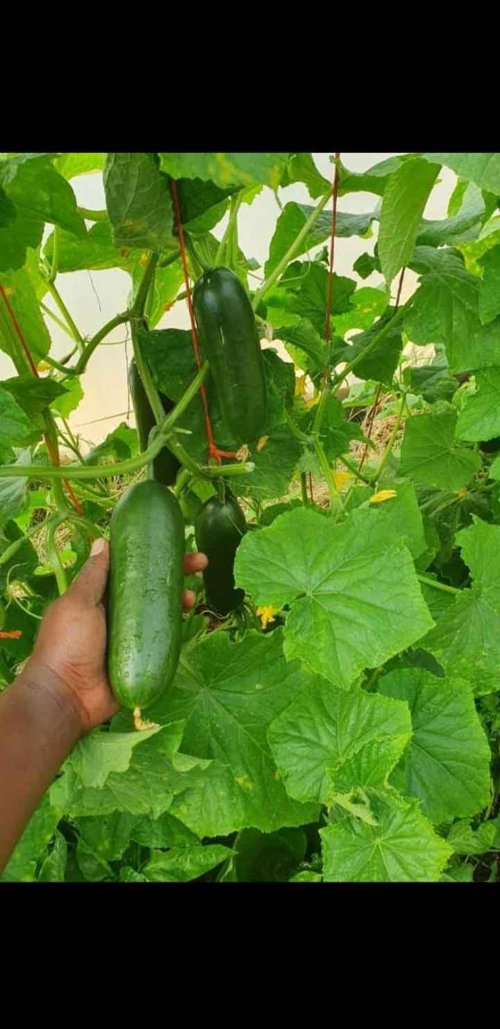 Cucumber
