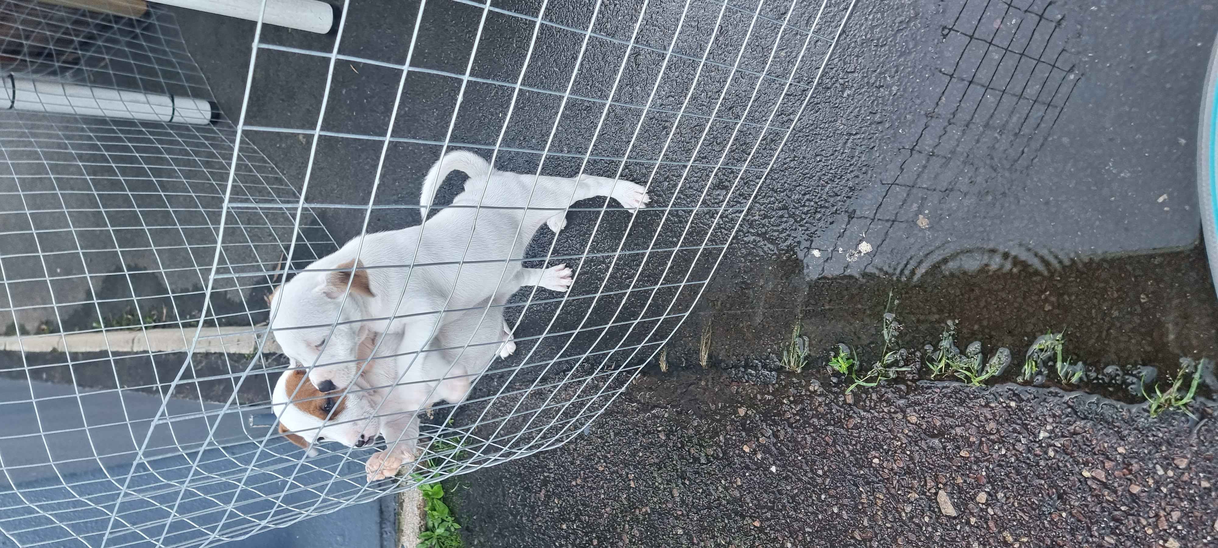 jack russell male puppies