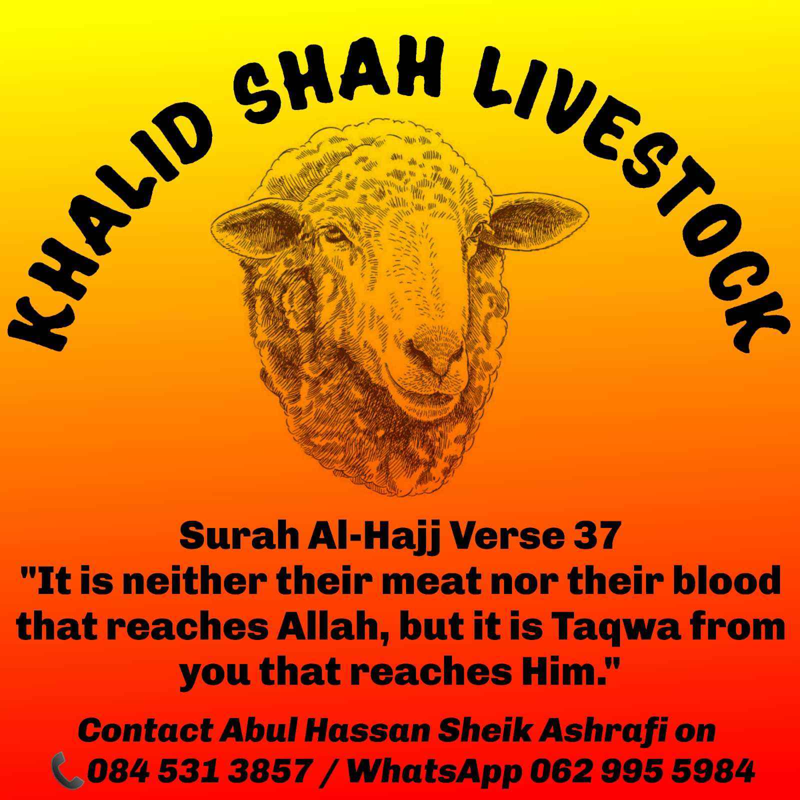 khalid shah livestock 