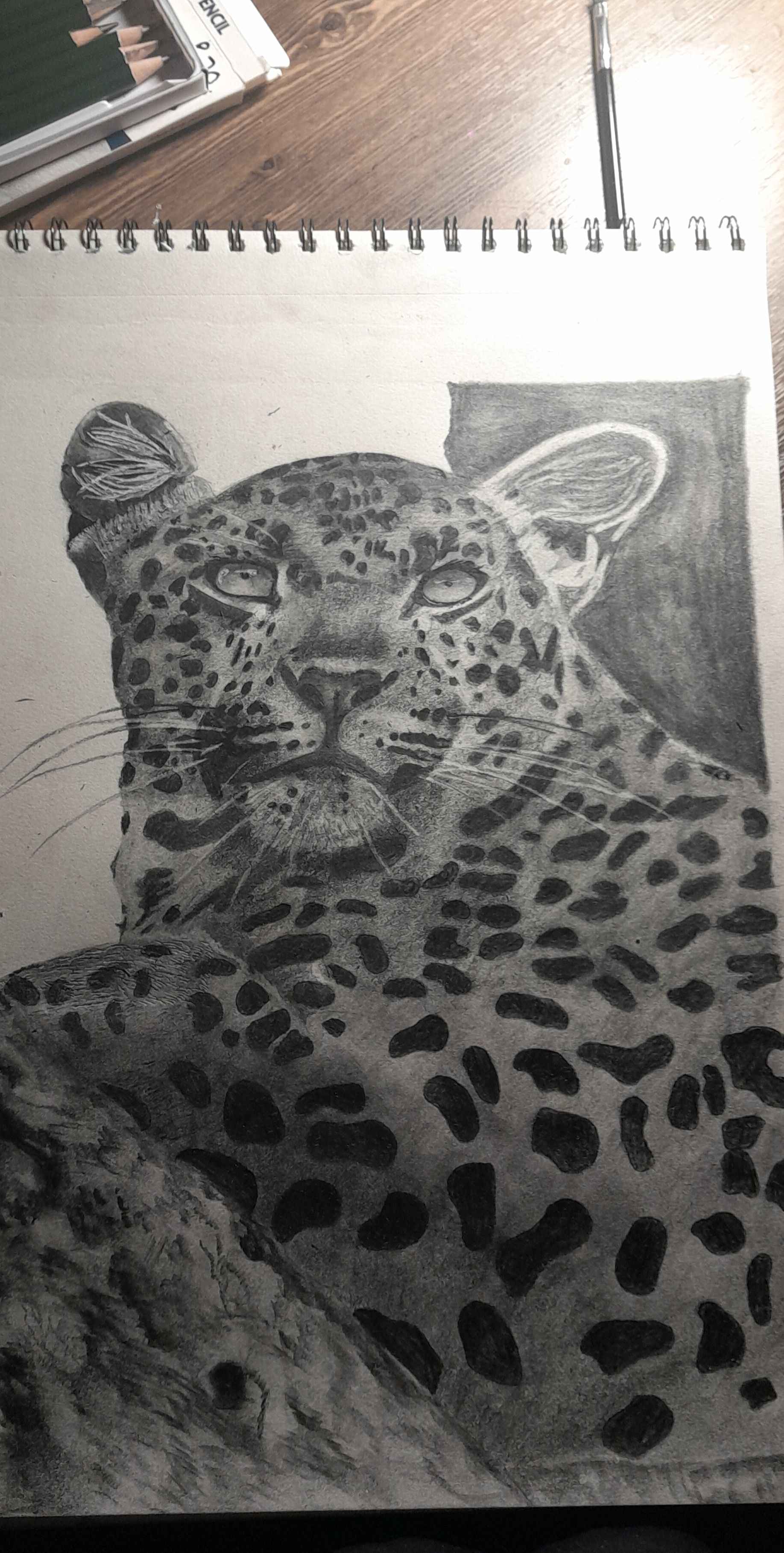 Leopard