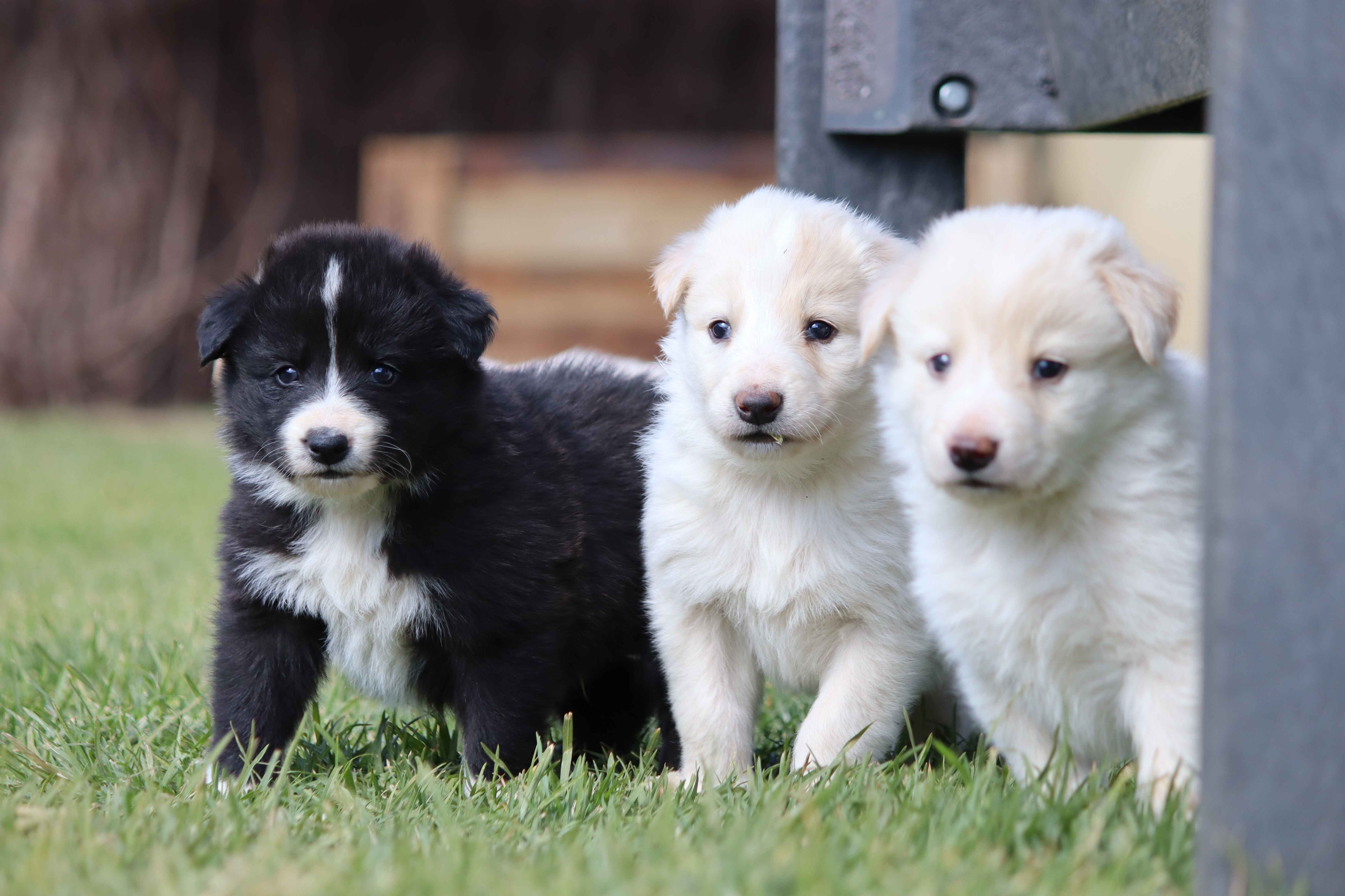 bordercolliepuppies