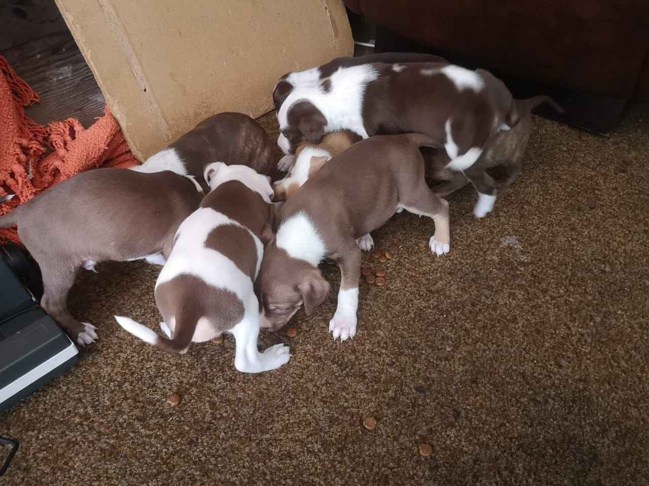 pitbull puppies 🐶 