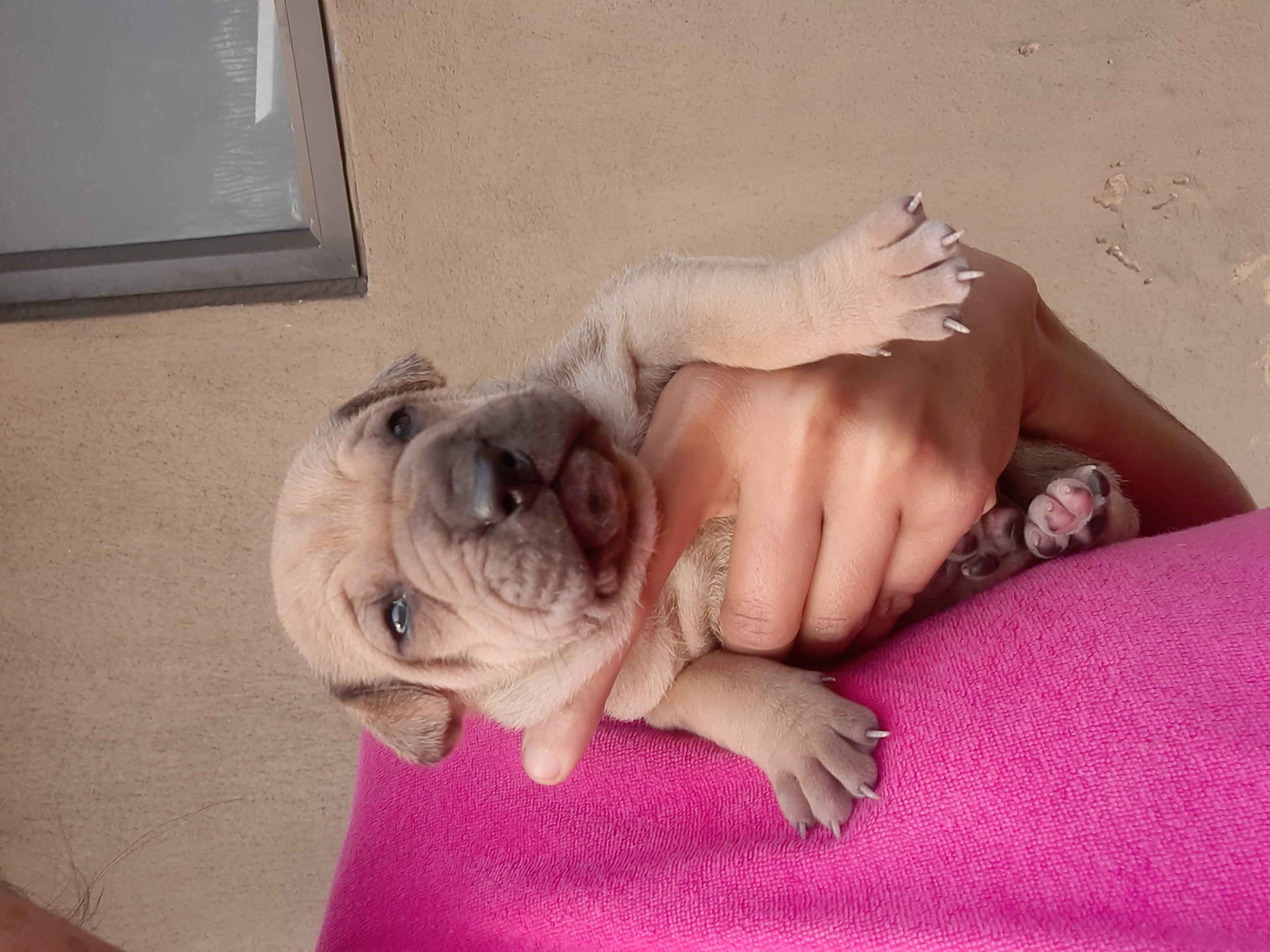 Pitpei cross Labrador Puppies