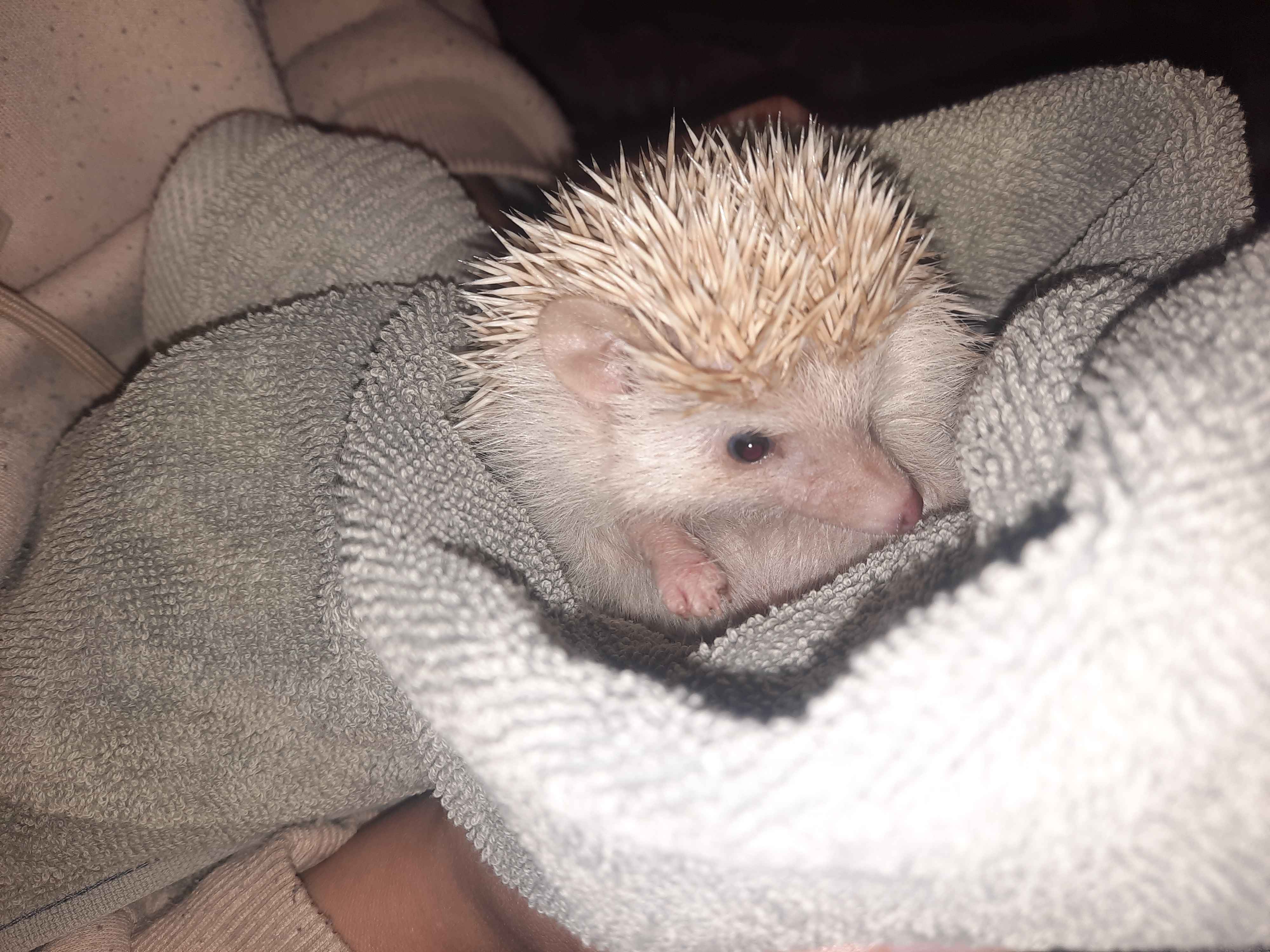 Hedge hog