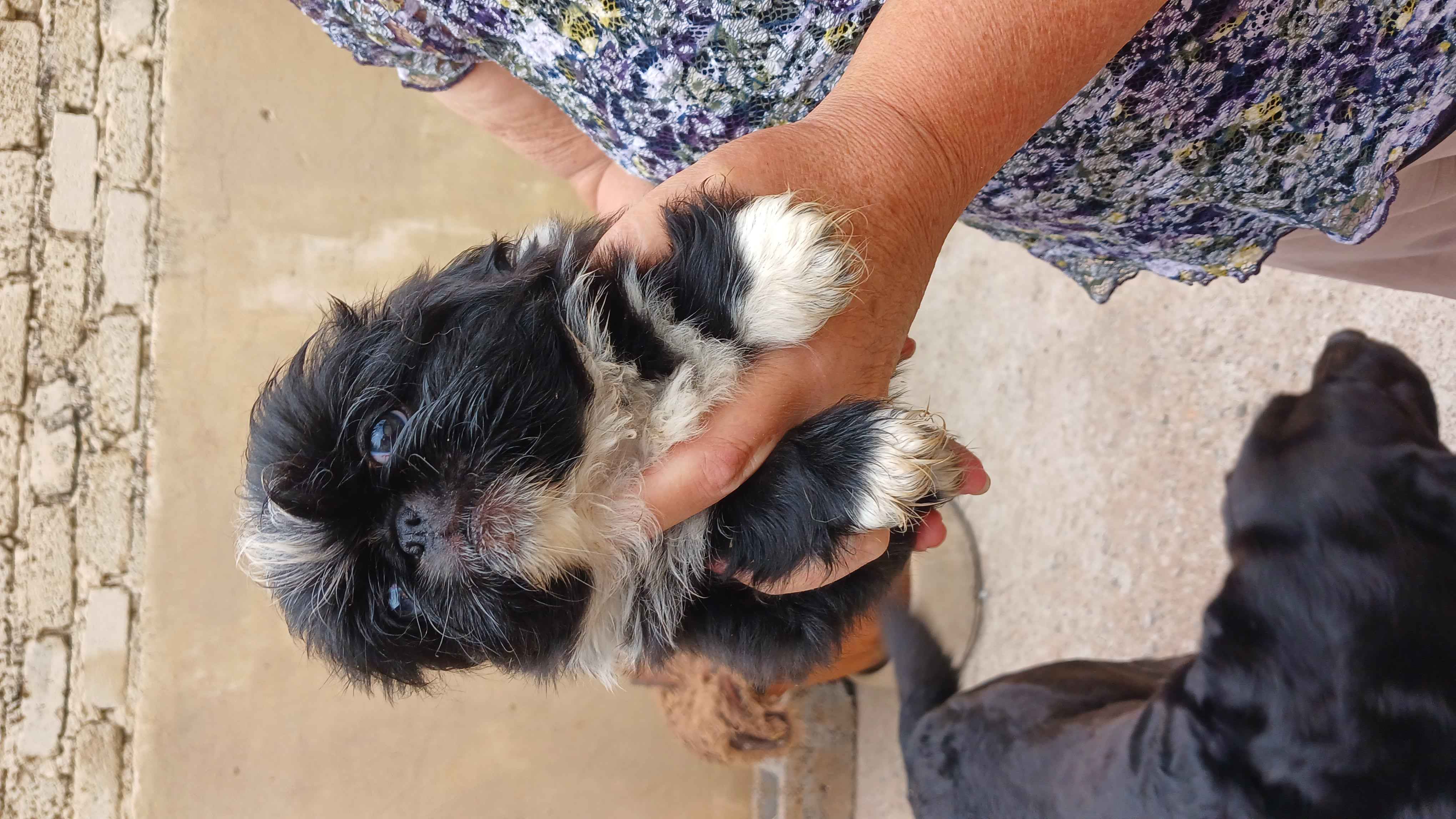 beautiful pekingese puppies