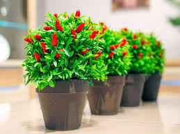 chilli pots