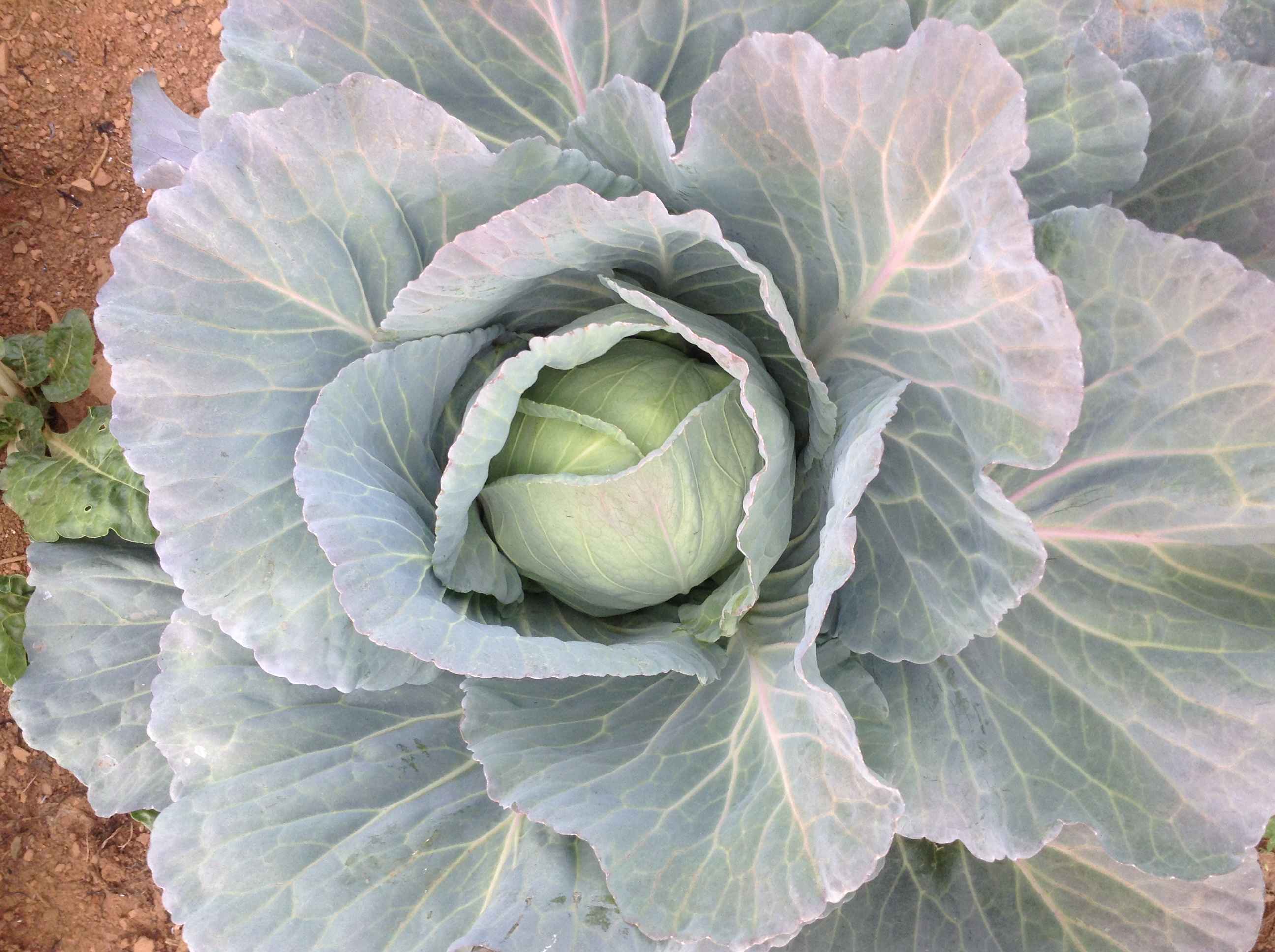 cabbage