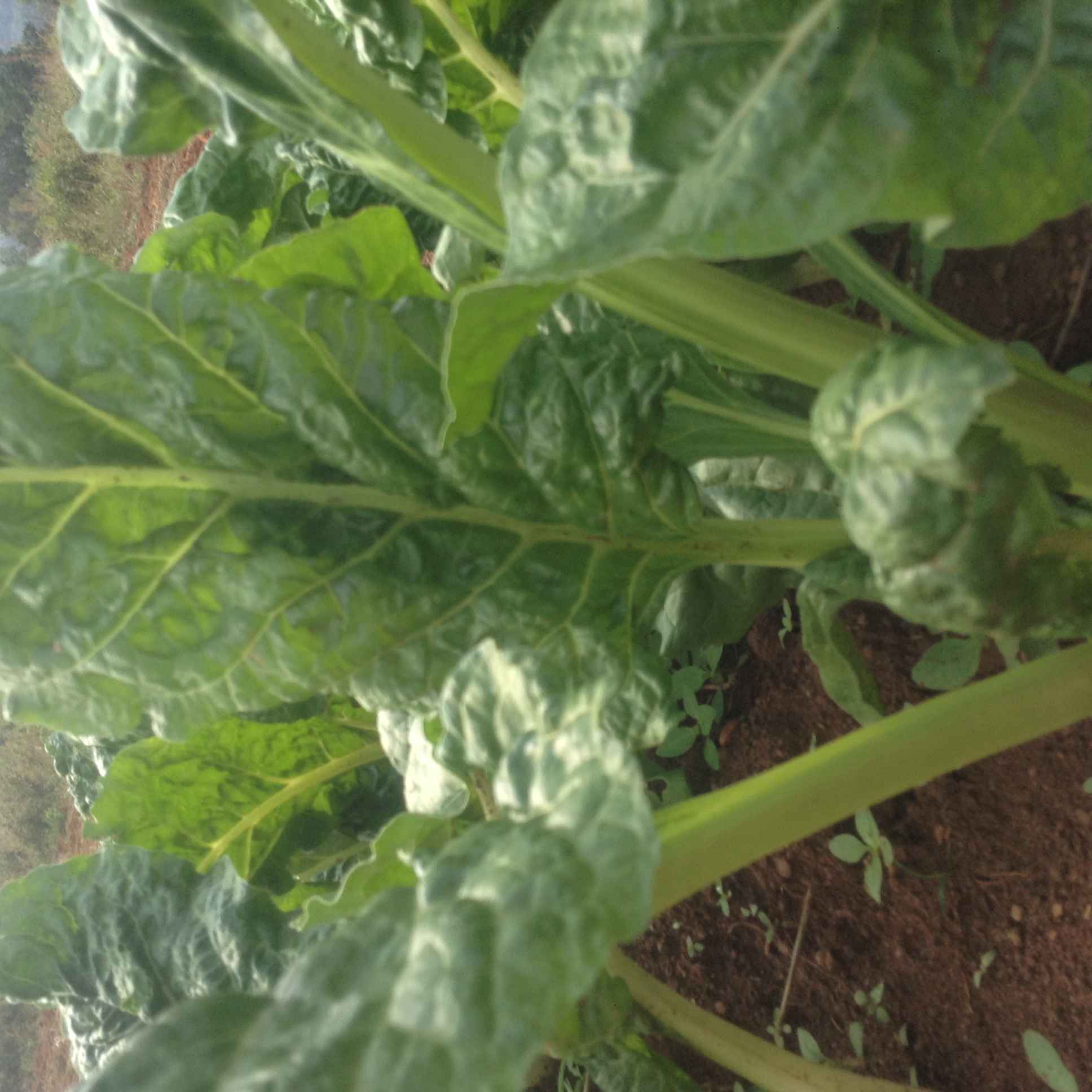 spinach