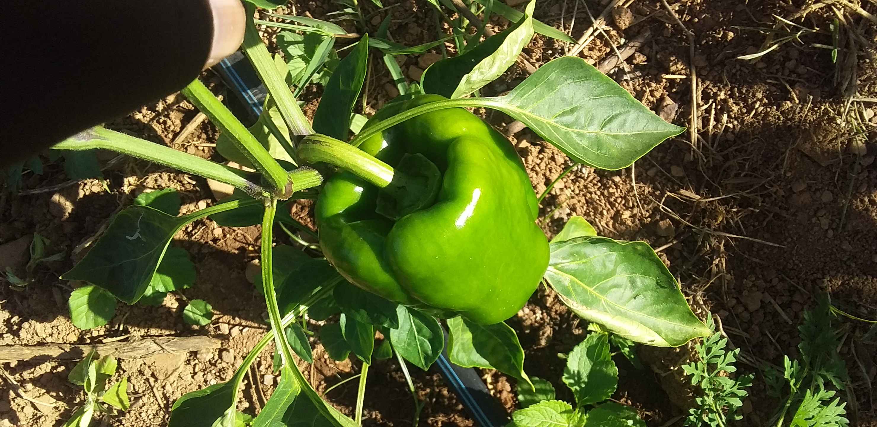 peppers 