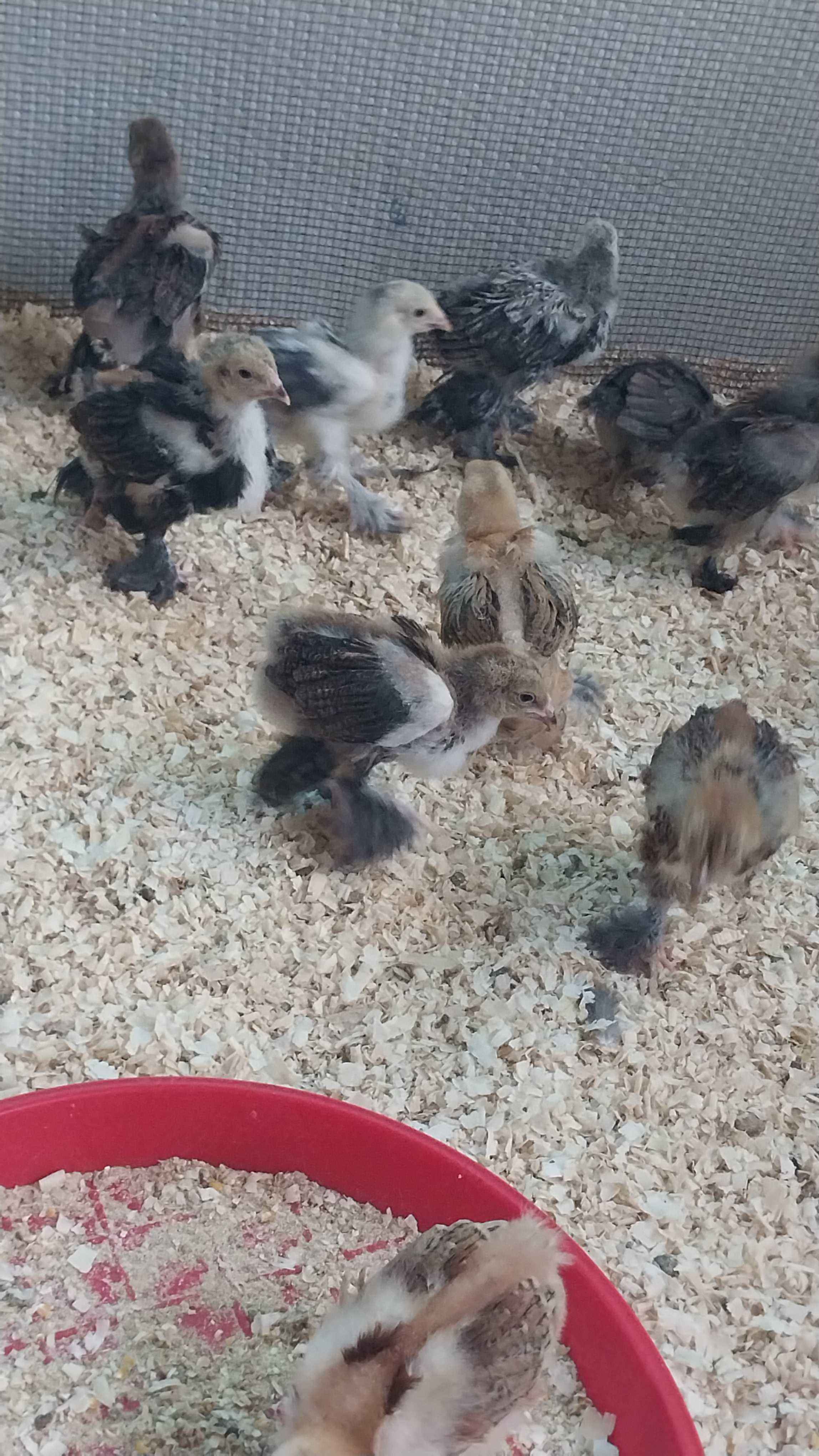 Brahma 6 weeks