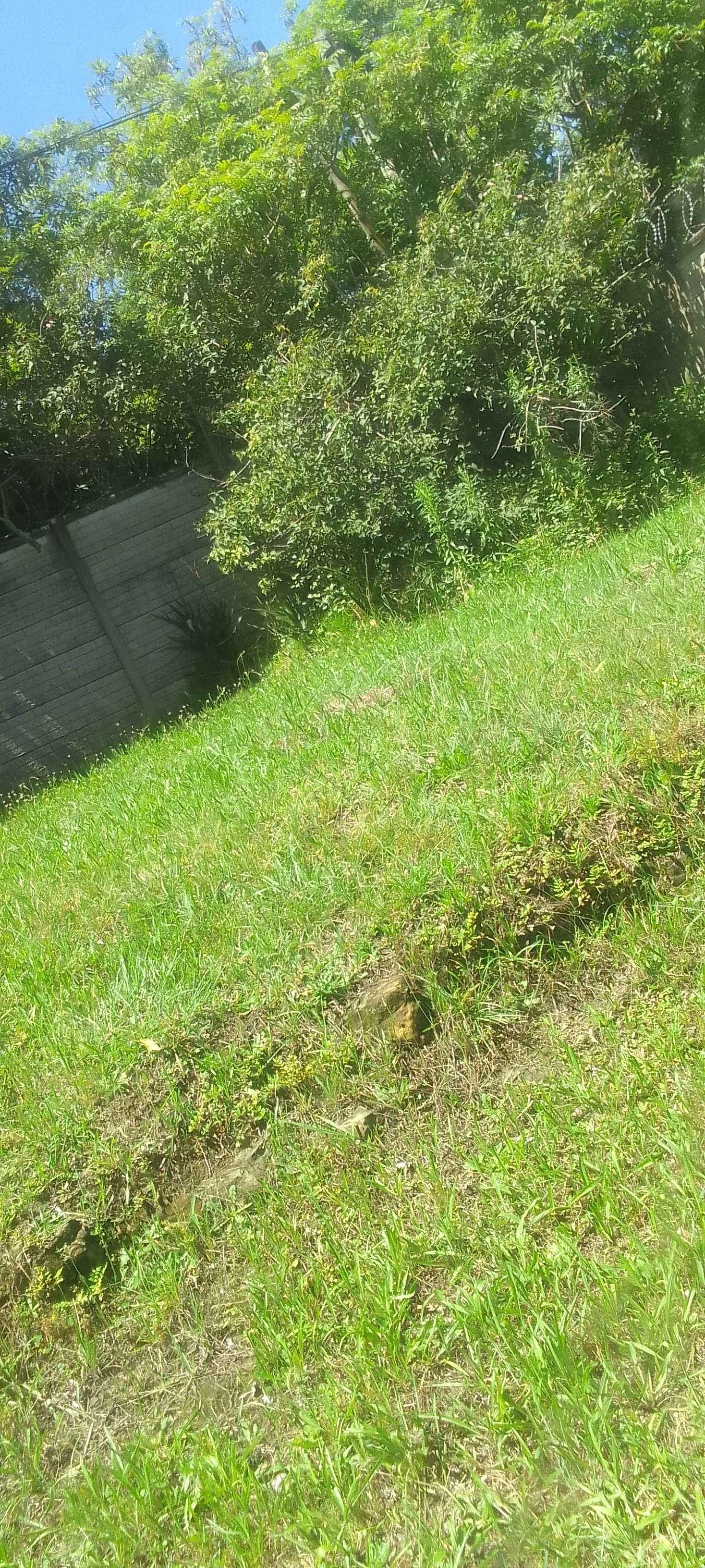 Garden maintenance and Bush clearing