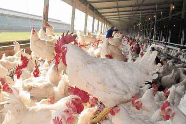 Craigmore Poultry farm