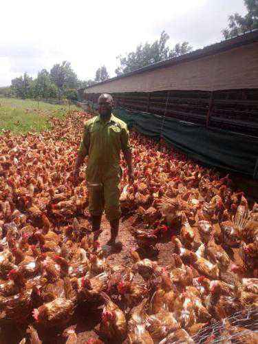 Points of lay hens 18 to 20 weeks old ready to produce eggs 