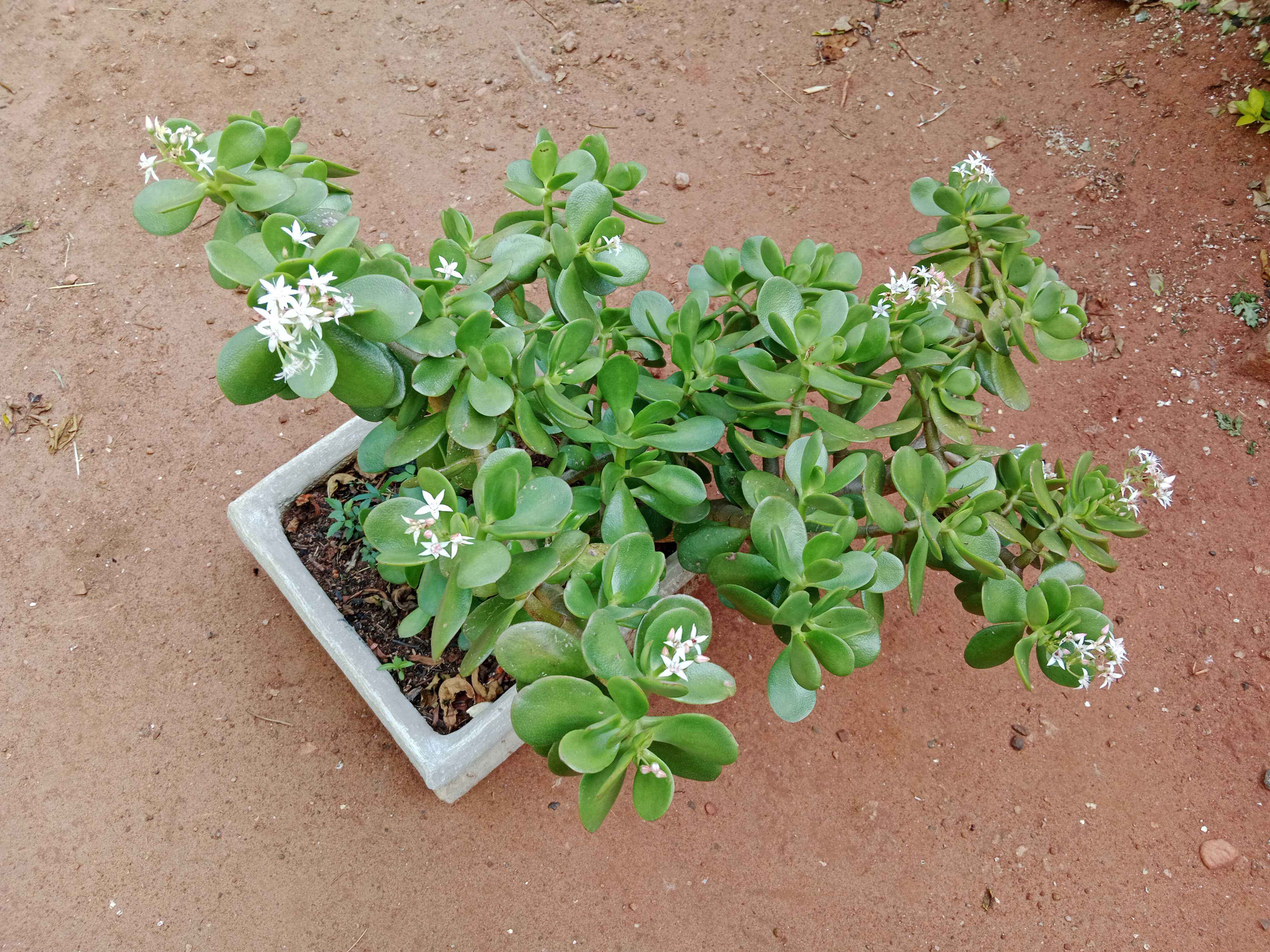 Jade/lucky plant in a a square concrete pot for sale
