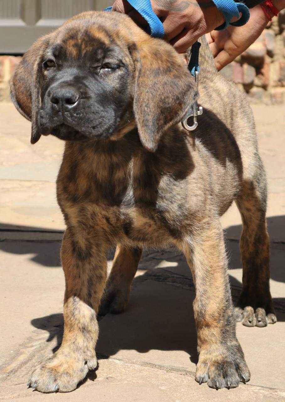 Boerbul Puppy