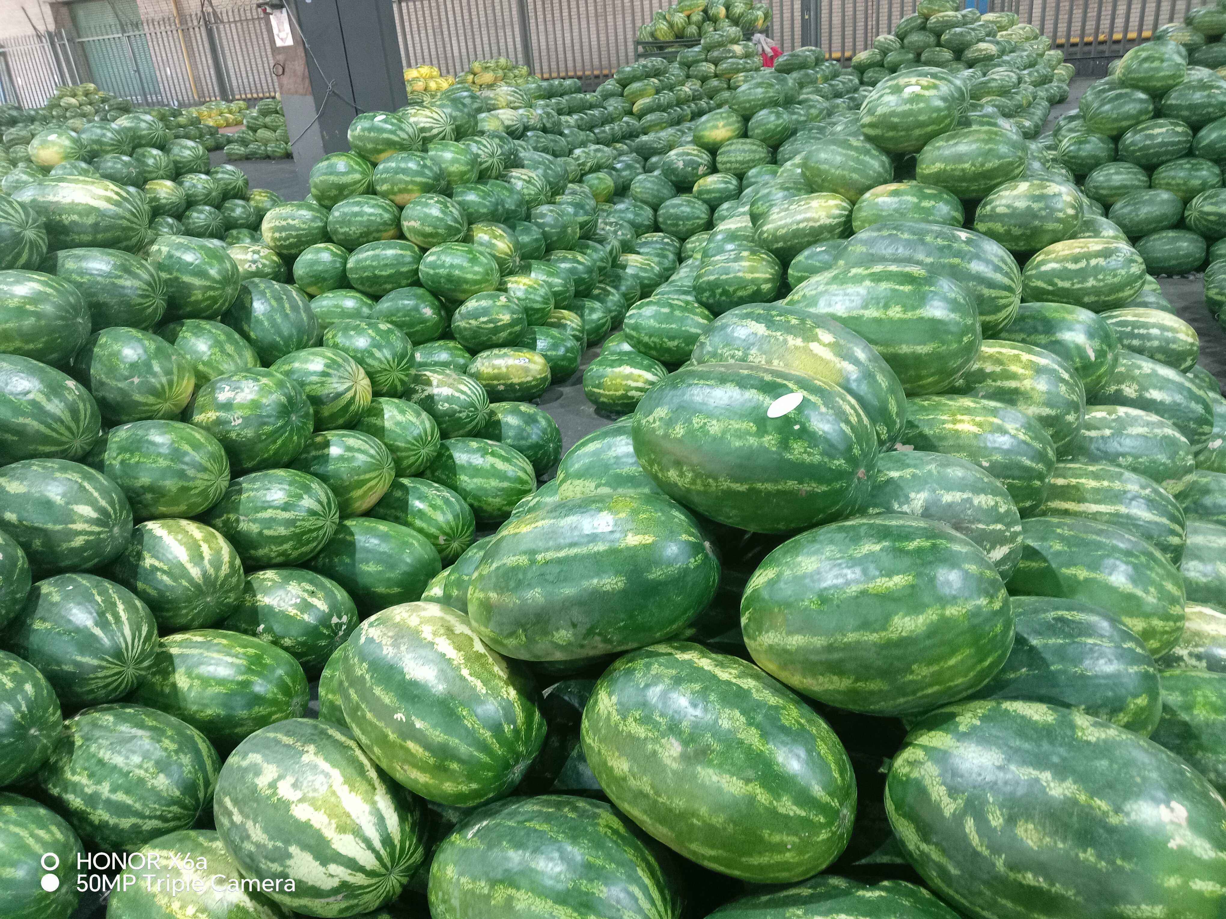 Watermelon