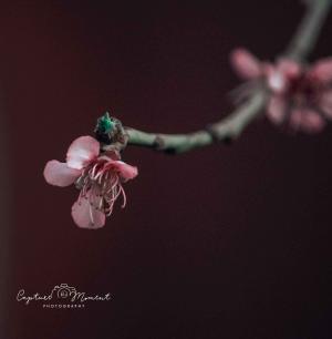 A3 printed photo on a canvas