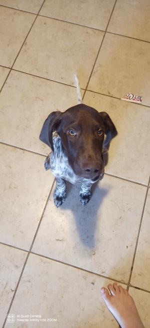 German shorthaired pointer puppies