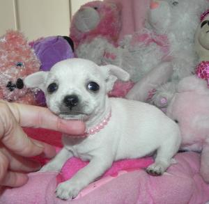 Chihuahua puppy applehead