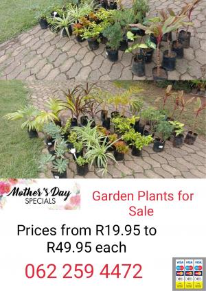 Garden Plants for Sale 