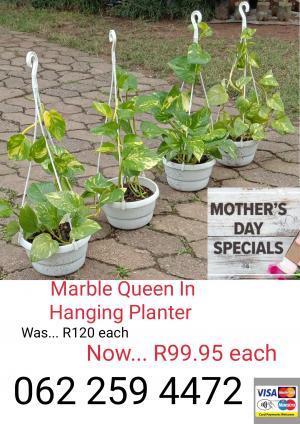 Marble Queen In hanging planter