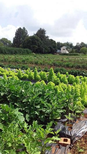 Happy Organic Produce 