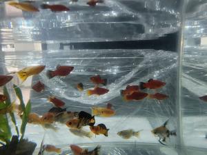 Blood Red Platties For Sale