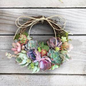Succulent Pixie Wreaths - Set of 3