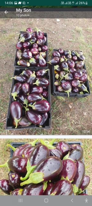 Brinjals per kg