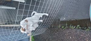 jack russell male puppies