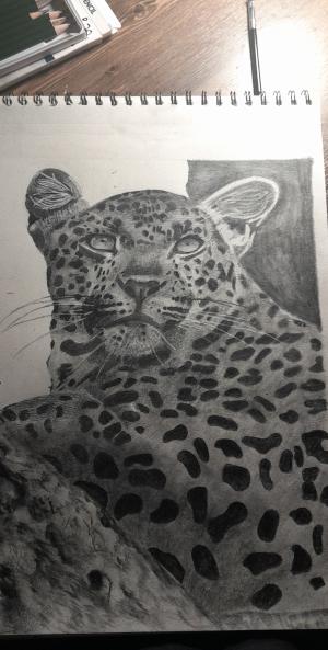 Leopard