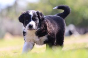 BorderColliepuppies