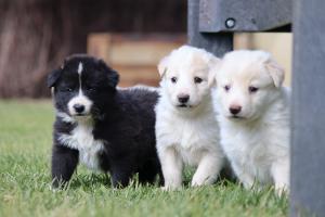 bordercolliepuppies