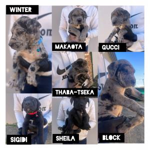 Purebred Great Dane Puppies