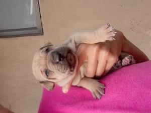 Pitpei cross Labrador Puppies