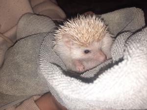 Hedge hog