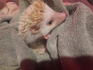 hedgehog for sale🦔