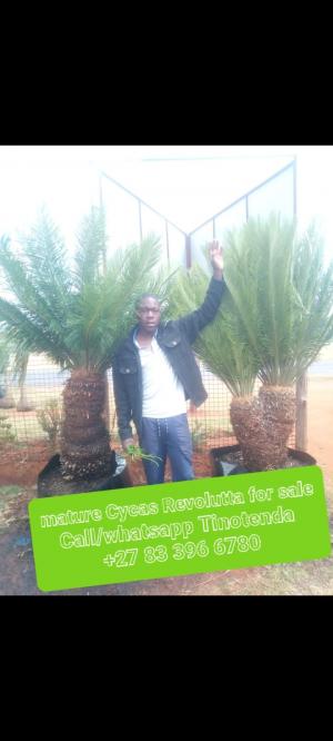 Variety of palms trees for sale in Benoni ,# 177 benoni road rynfield