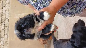 beautiful pekingese puppies