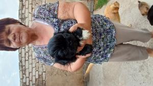 cute pekingese puppies